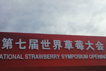 世界草莓大会